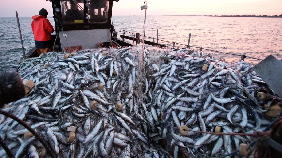 Der Deutsche Fischereiverband rechnet zukünftig mit mehr Fisch in der Nordsee. Symbolfoto: Charisius/dpa