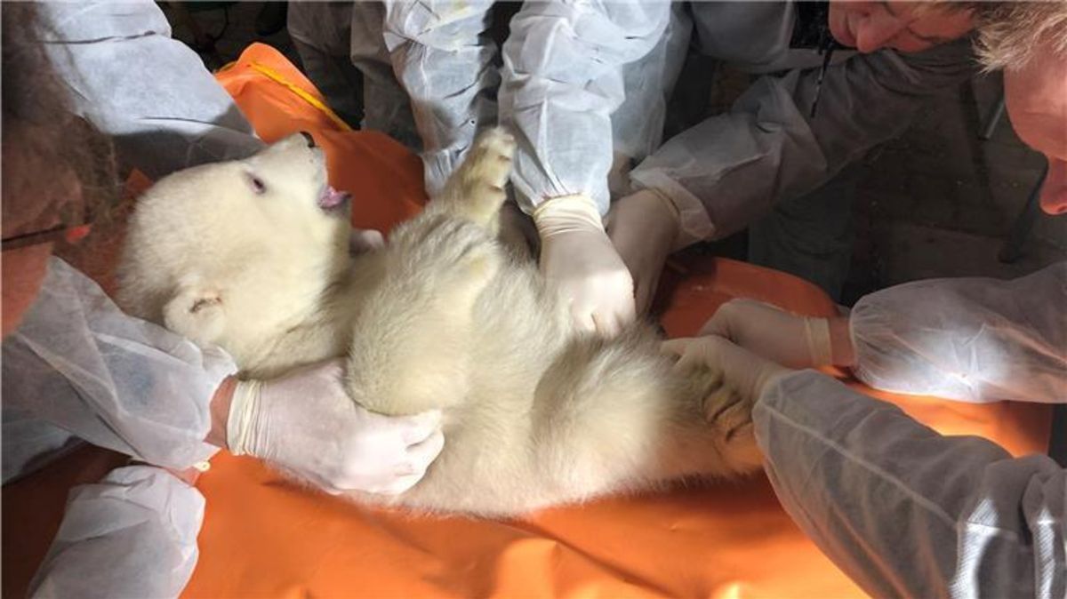 So ganz glücklich waren die Eisbären-Mädchen mit der Prozedur nicht. Foto: Zoo am Meer