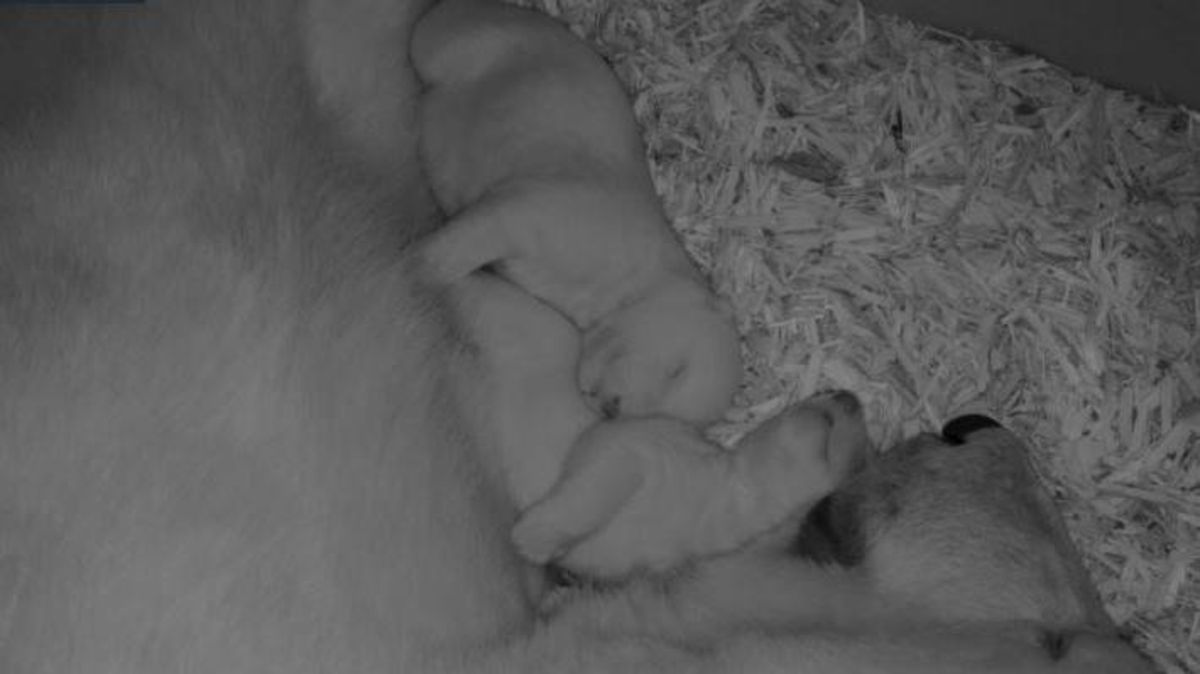 Zwei gesunde kleine Eisbären und die stolze Mutter Valeska im Zoo am Meer in Bremerhaven. Foto: Zoo am Meer