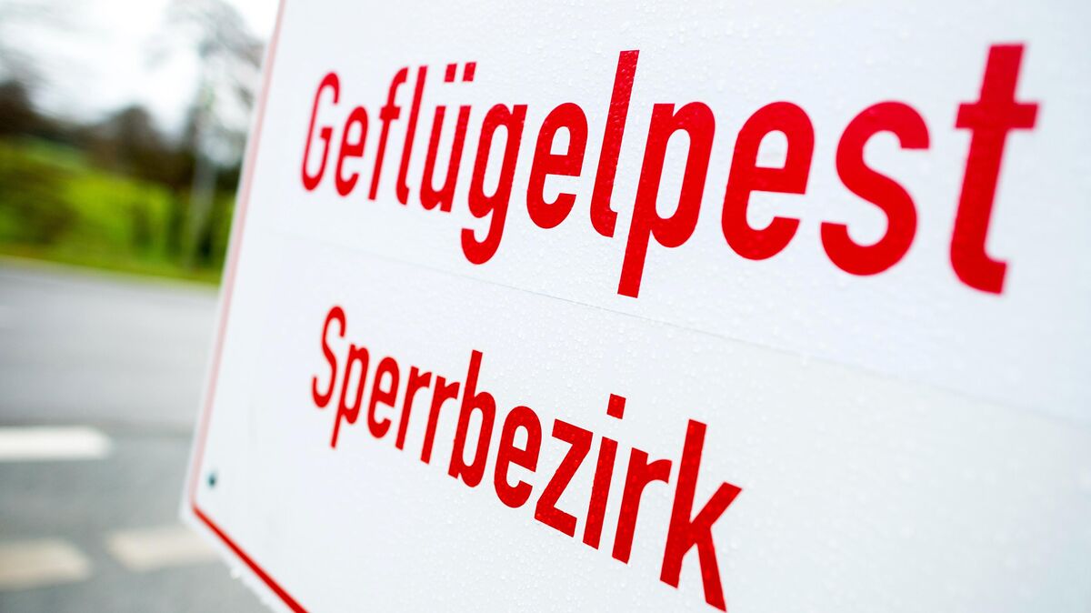 Das Friedrich-Loeffler-Institut (FLI) hat am Donnerstag den Ausbruch der Geflügelpest in einem Geflügelbetrieb in Hagen im Bremischen im Landkreis Cuxhaven bestätigt. Die Tötung aller Tiere ist bereits veranlasst. Foto: Hauke-Christian Dittrich/dpa