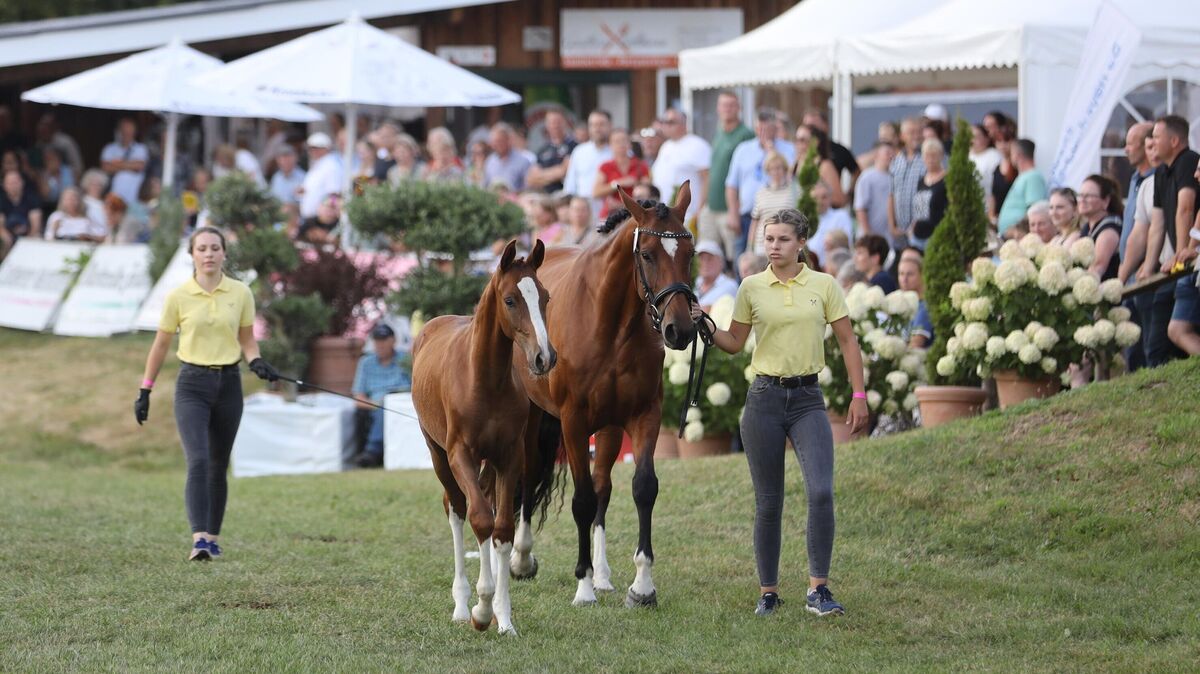 Das Hengstfohlen „Don“ von Hinrich Mohrmann aus Geestland wechselte für 35.000 Euro den Besitzer. Foto: Unruh