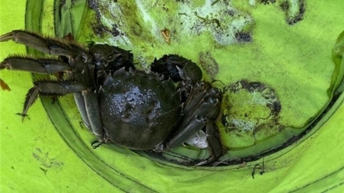 Eine Altländerin hatte am Montag die 112 gewählt, weil sie in ihrem Garten eine Vogelspinne entdeckt haben wollte. Foto: Feuerwehr/Tiedemann