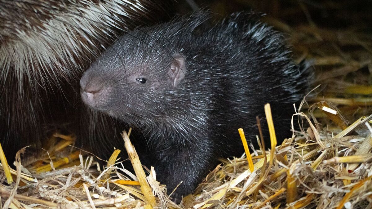 Überraschungsnachwuchs: das Stachelschweinbaby im Wingster Waldzoo. Foto: Hilk