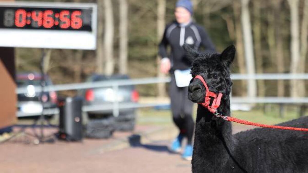 Alpaka-Dame Mareike beobachtete die Teilnehmer beim 3. Deutscher-Olym-Marathon in Wingst. Foto: Lütt