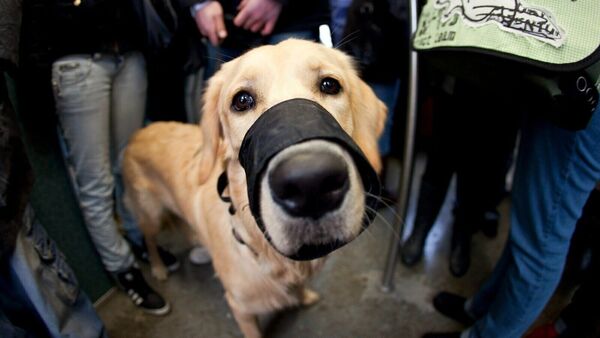 Cuxhavener Ehepaar fassungslos: Seniorenhündin plötzlich als "gefährlich" eingestuft