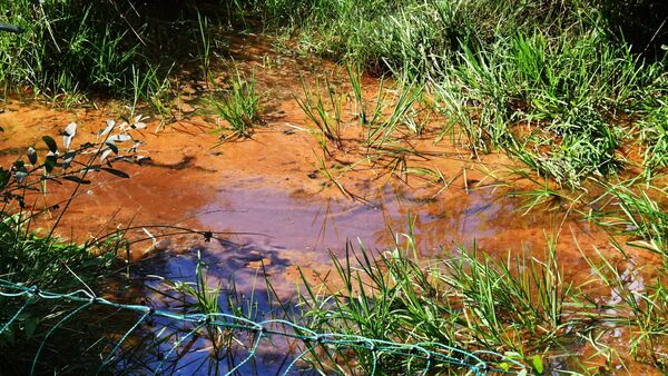 Hund nach Auslaufplatz-Besuch in Hemmoor verstorben - Analysen sehen keine Gefahr