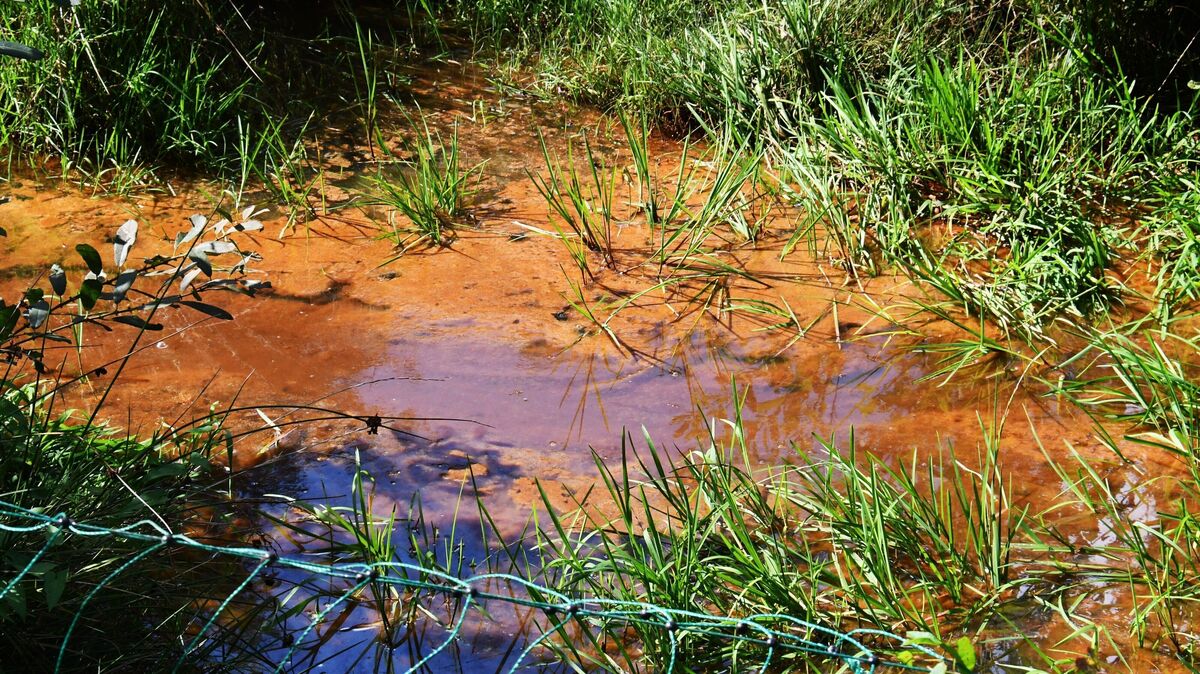 Dienstagmittag in Hemmoor: Das "Wasserloch" ist nicht gerade ein Aushängeschild für den Hundeauslaufplatz. Foto: Schröder