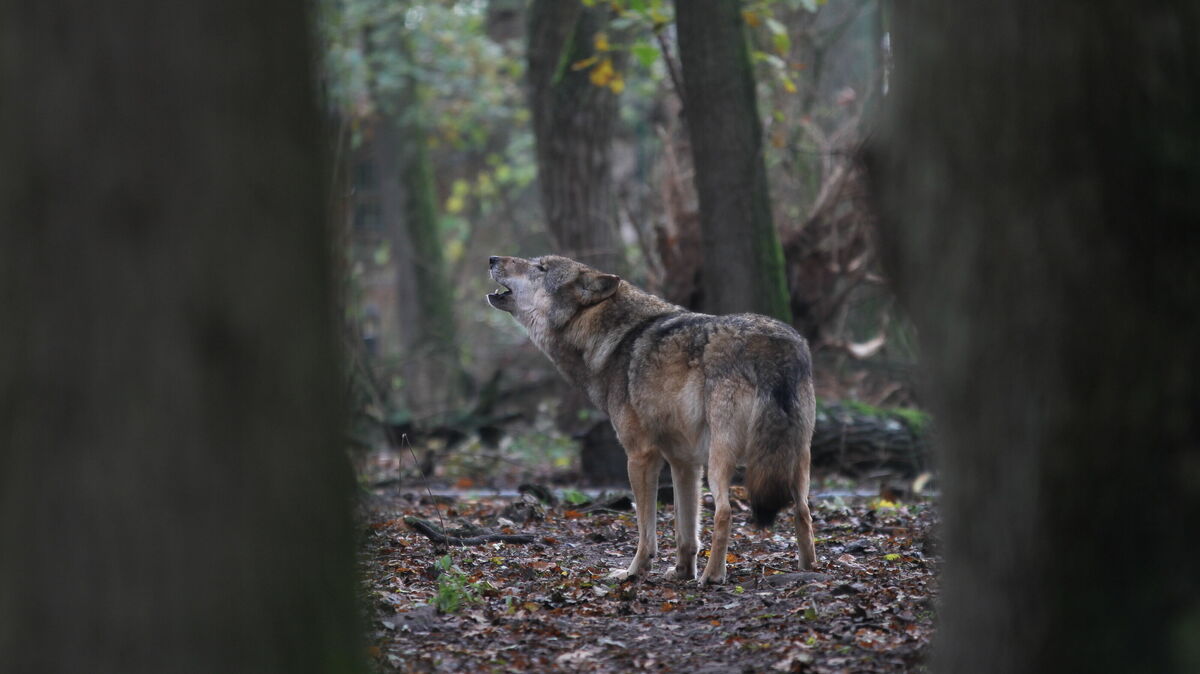 Der Wolf gilt künftig als „bejagbar“, doch ein Abschuss darf weiterhin nur nach behördlicher Genehmigung erfolgen. Foto: CNV-Archiv