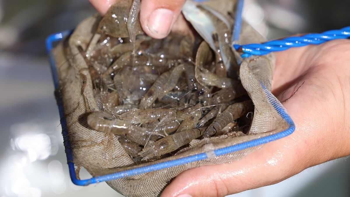 Nordseegarnelen im Kescher: In der Küchensprache werden sie generisch Krabben genannt. Foto: Fischer