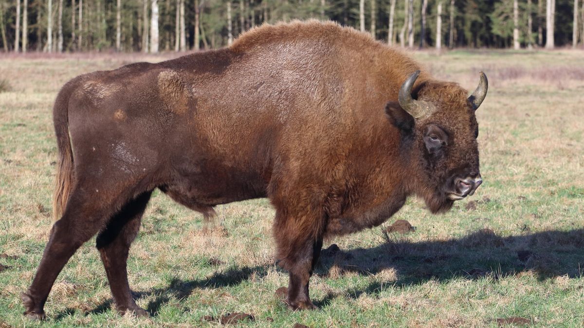 Wisent-Bulle Benno soll in der im Naturschutzgebiet Cuxhavener Küstenheiden weidenden Herde für Nachwuchs sorgen. Foto: Koppe
