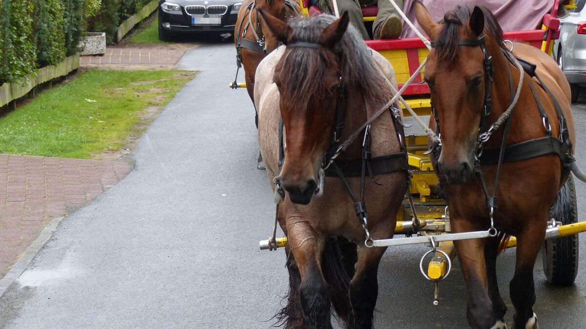 Bei dem Unfall sollen die Pferde gescheut haben und den Wattwagen mitgezogen haben. Ein Kind soll von der Kutsche erfasst worden sein. Symbolfoto: Reese-Winne