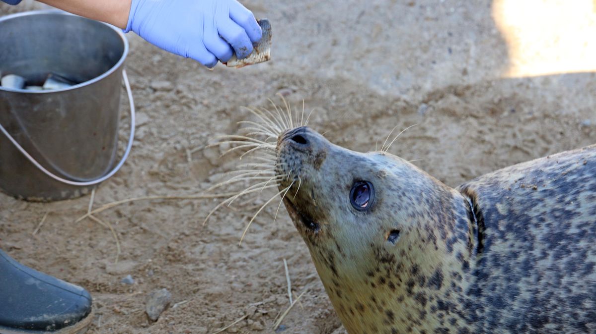 Highlight für Mensch und Tier: die Fütterung. Foto: Monsees