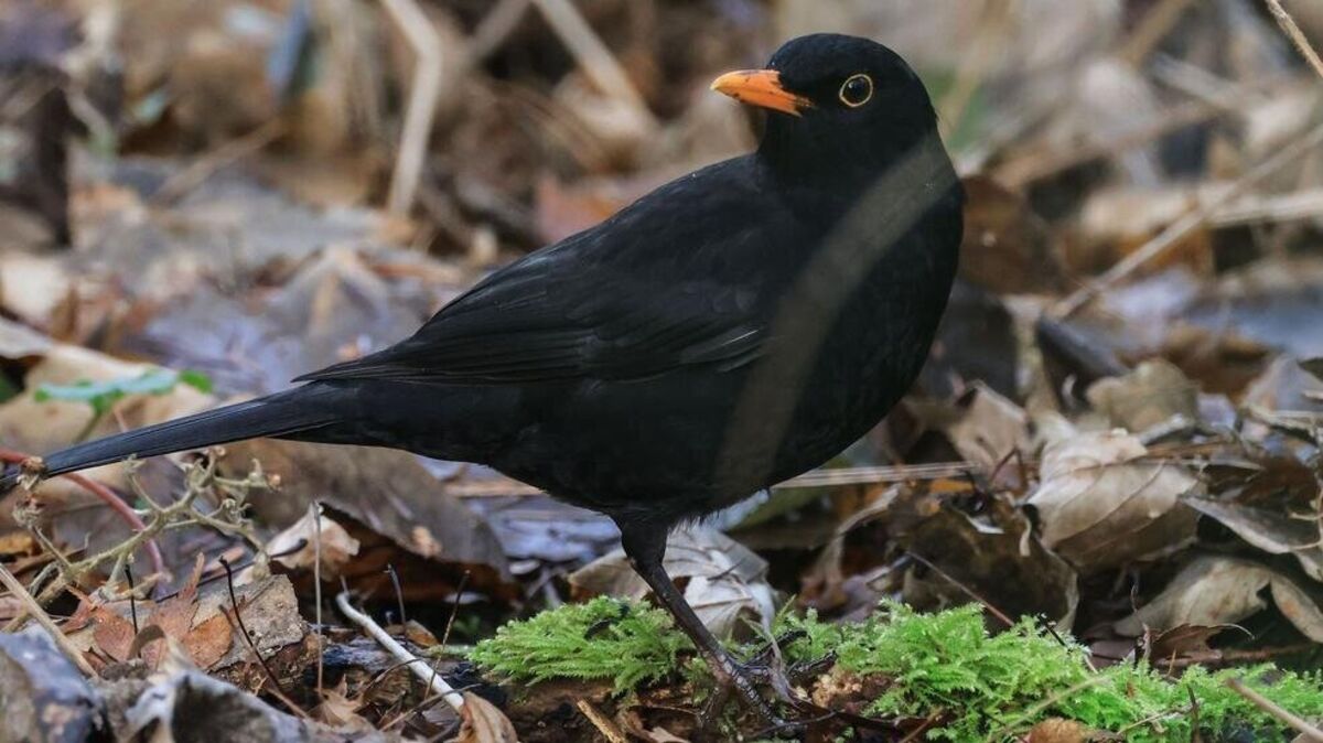Die Amsel war bei der „Stunde der Wintervögel“ in diesem Jahr deutlich weniger zu sehen als noch im Vorjahr. Archivfoto: Oliver Berg/dpa