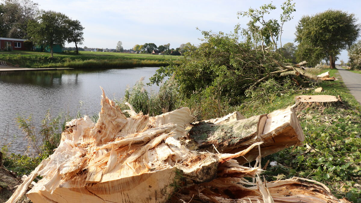 Der Niedersächsische Landesbetrieb für Wasserwirtschaft, Küsten- und Naturschutz (NLWKN) hat am Hadelner Kanal in Otterndorf mehrere Pappeln gefällt. Anwohner und Naturfreunde haben dafür kein Verständnis. Foto: Mangels