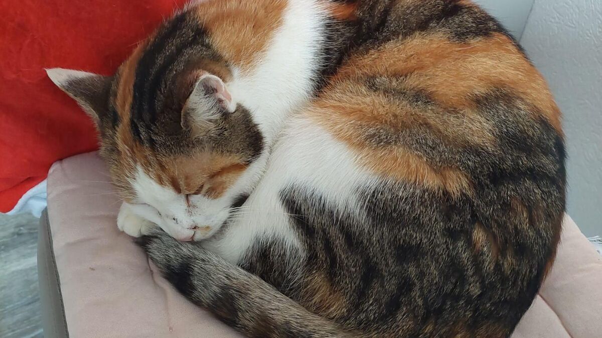 Durch Zufall haben Mitarbeitende des Tierheims Cuxhaven die drei Monate lang als vermisst gemeldete Glückskatze Maggy wiedergefunden. Foto: Tierheim Cuxhaven