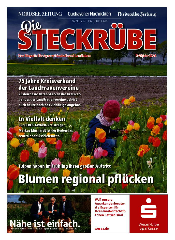 Steckrübe Frühjahr 2024