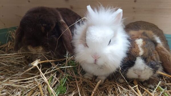 Tierdiebstahl in Lamstedt: Vier Kaninchen zurückgekehrt - aber große Sorge um "Fee"