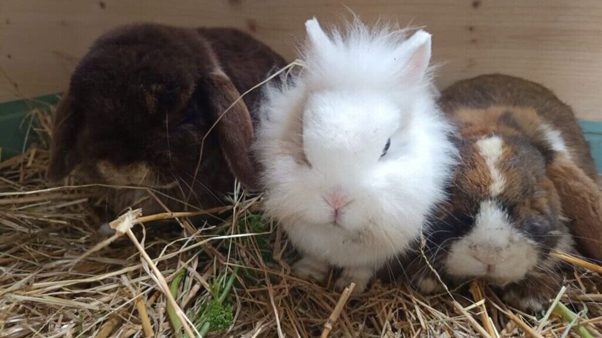 Tayo, Line und Benny freuen sich, wieder in ihrem gewohnten Umfeld zu sein. Die kranken Kaninchen wurden von den Tierdieben zurückgebracht. Foto: Hansen