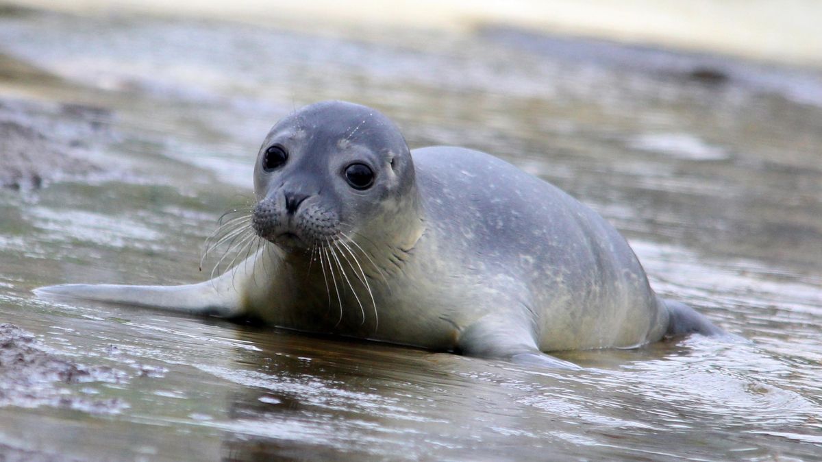 2018 wurden mehr Seehund-Jungtiere im gesamten Wattenmeer gezählt als im Jahr zuvor. Archivfoto: Runge