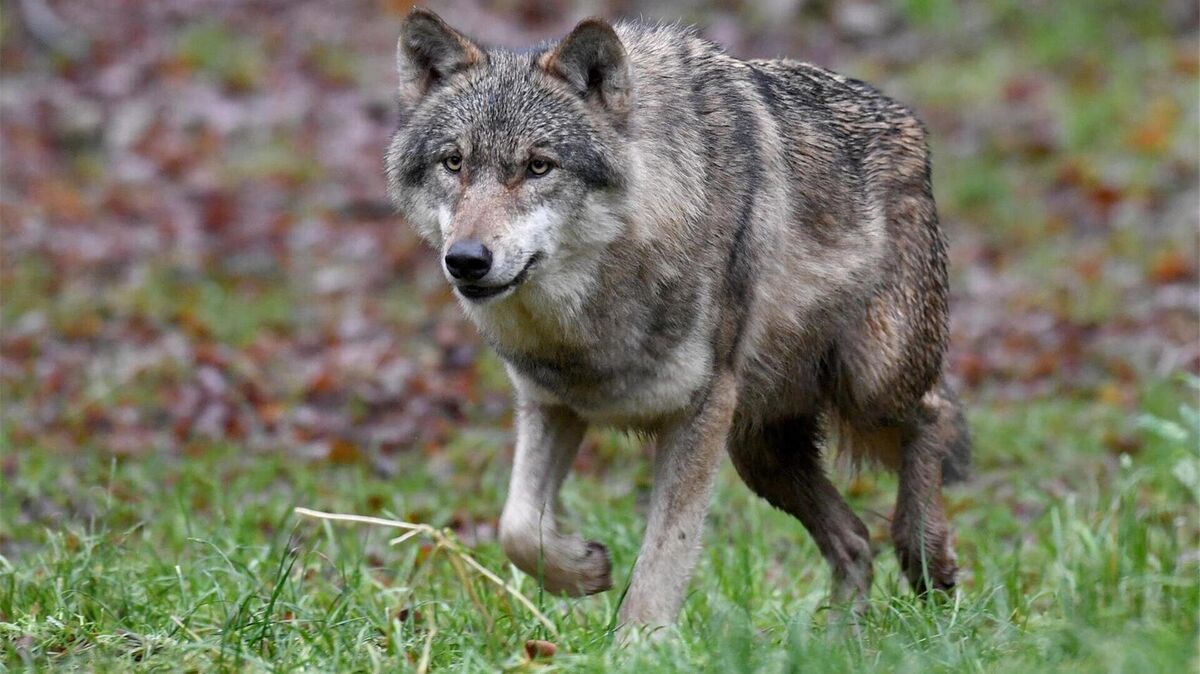 Schnell unterwegs: der Wolf. Foto: Carsten Rehder