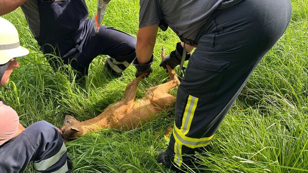 Tierrettung in Hemmoor: Feuerwehr rettet hilflosen Rehbock aus Drahtfalle