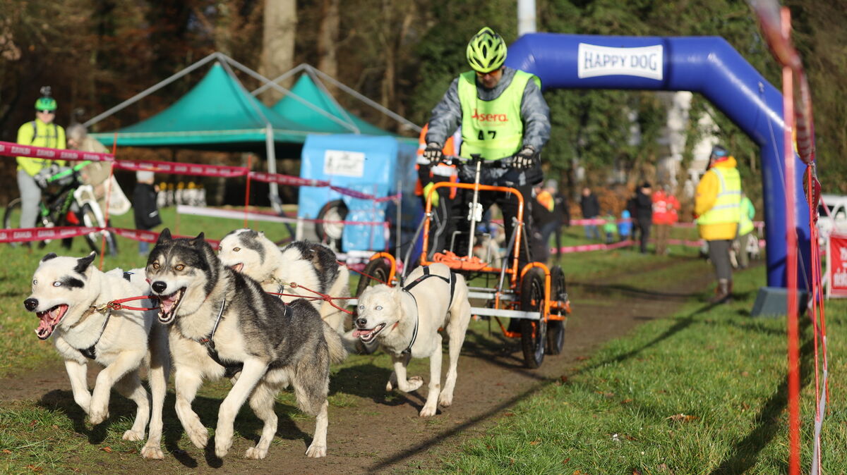 Rollwagen statt Schlitten: Beim Schlittenhunderennen in der Wingst geht es über Stock und Stein durch den Wald. Anfang Dezember werden rund 180 Starter beim „Silberbergtrail“ erwartet. Foto: Unruh