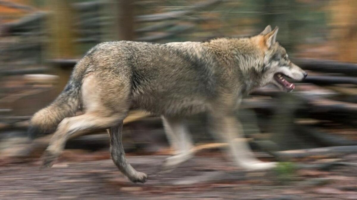 Bei Begegnungen mit dem Wildtier, sollten Kinder wie Erwachsene zunächst Ruhe bewahren. Foto: dpa