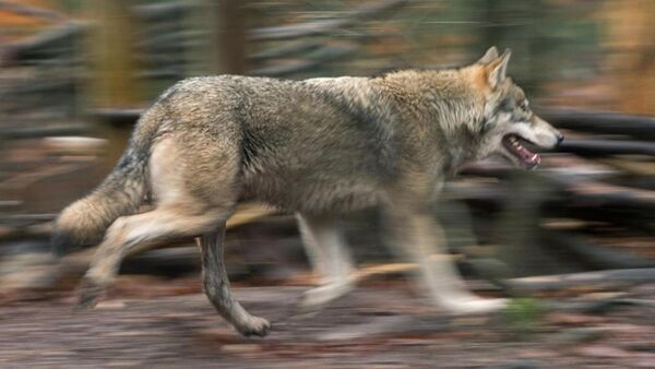 Nach Wolfsrissen im Kreis Cuxhaven: Wie Eltern und Schulen Kinder schützen können