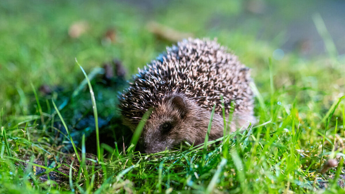 Bei frühlingshaften Temperaturen wachen Igel aus ihrem Winterschlaf auf. Im Winter benötigen sie Hilfe. Foto: dpa