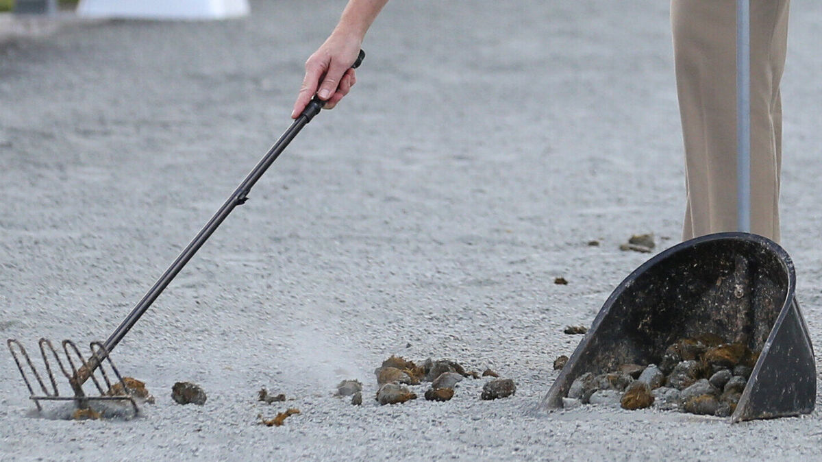 Regelmäßig landen Pferdeäpfel auf der Straße - die beseitigt werden müssen. Symbolfoto: Friso Gentsch/dpa