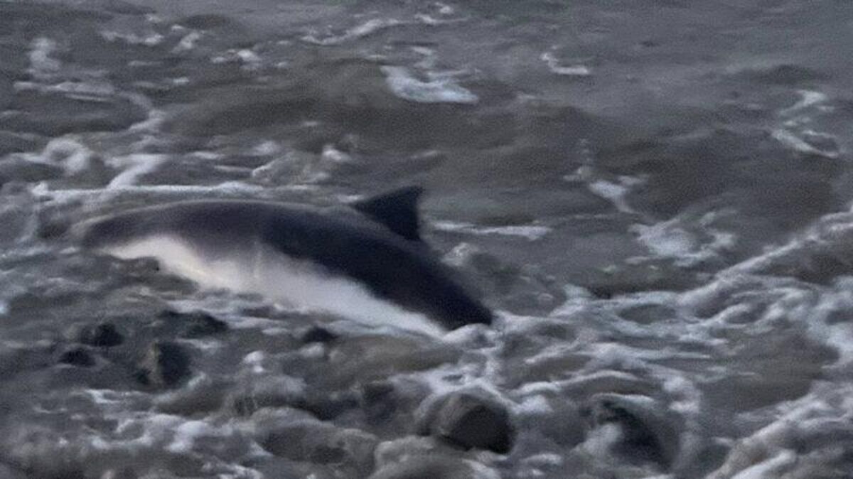 Die Feuerwehr Grünendeich (Kreis Stade) musste einen toten Schweinswal aus der Lühe bergen. Foto: Feuerwehr