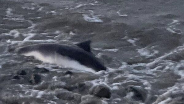 Kreis Stade: Schweinswal tot in der Elbe entdeckt - Warnung an Spaziergänger