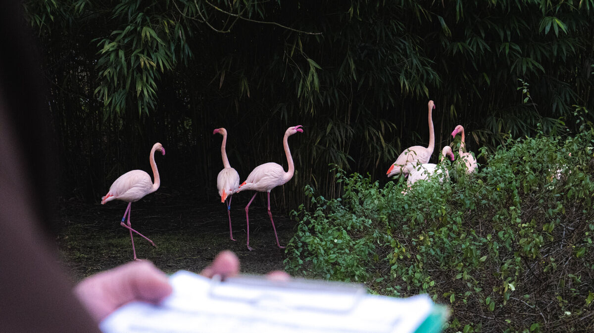Beim Zählen der rosa Flamingos im Wingster Waldzoo. Es sind alle 13 da! Foto: Hilk