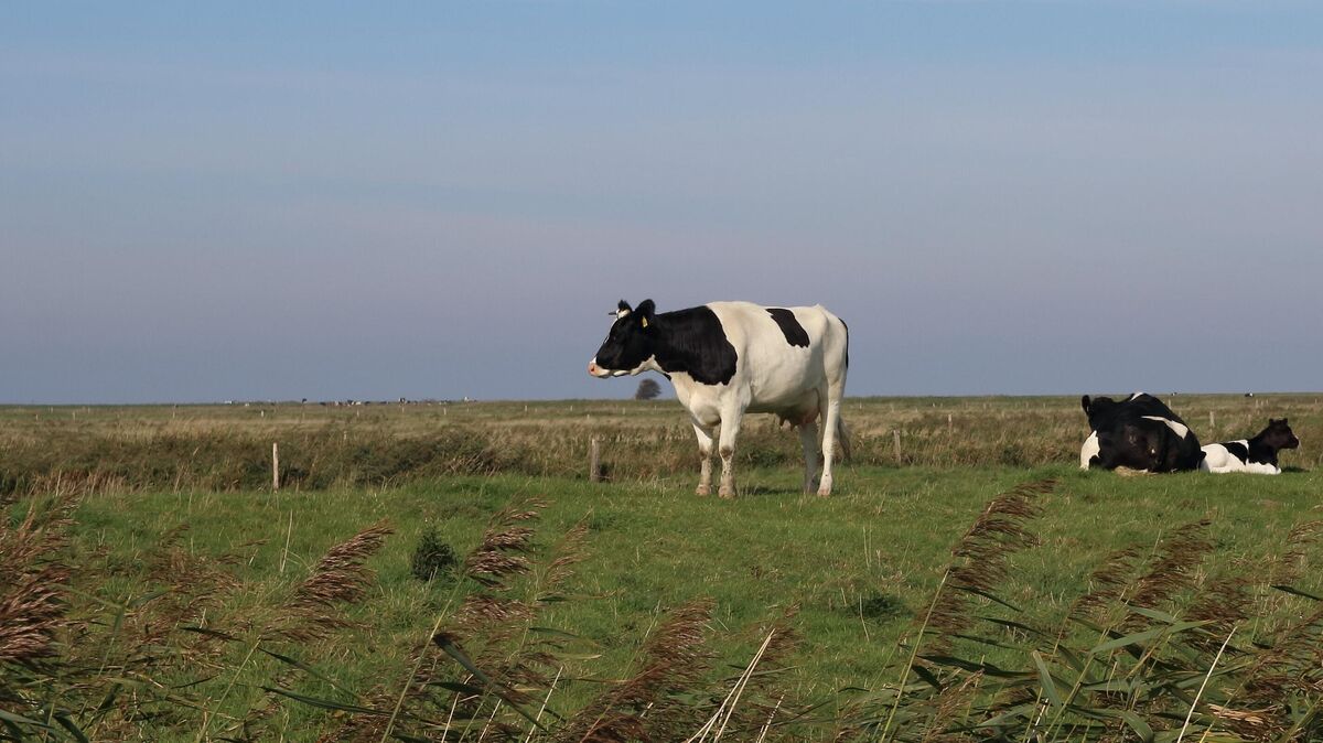 Rinder auf dem Sommerdeich bei Berensch: Der als Geländeerhebung erkennbare Abschnitt ist Teil des Projektgebiets "Polder Spieka-Neufeld - Berensch-Arensch". Durch eine Öffnung des historischen Bauwerks sollen sich große Teile des Deichvorlands in Salzwiesen verwandeln. Foto: Koppe
