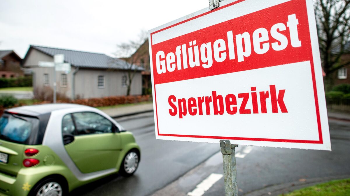 Bei zwei Wildenten ist Anfang November im Landkreis Cuxhaven die "Geflügelpest" nachgewiesen worden. Der Landkreis hat deshalb eine Allgemeinverfügung erlassen: Ab Freitag müssen alle Tiere im Stall bleiben. Foto: Hauke-Christian Dittrich/dpa