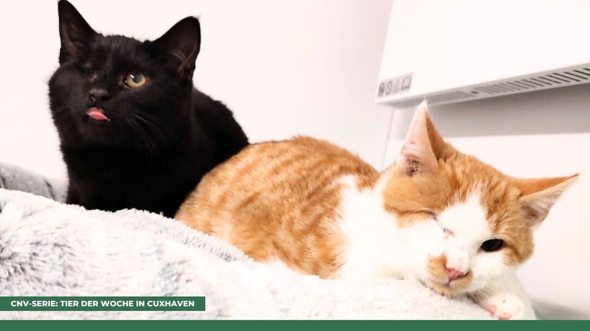 Fiete und Calimero haben jeweils nur ein Auge. Das stört sie aber überhaupt nicht. Foto: Tierheim