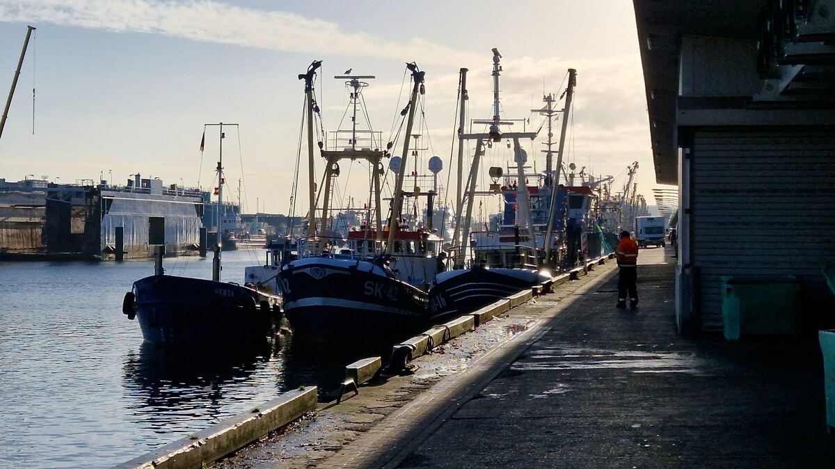 Im neuen Fischereihafen von Cuxhaven liegen die Krabbenkutter dicht an dicht – nach einem schwachen Frühjahr laufen die Netze der Fischer nun wieder voll. Foto: Larschow