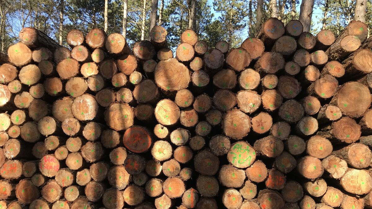 In großen Poltern (Holzhaufen) liegen die Stämme zur Abholung bereit.