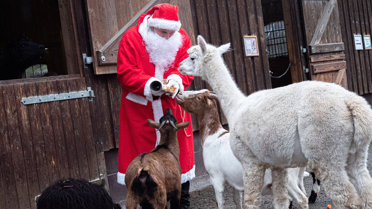 Der Weihnachtsmann verteilt Leckereien an die neugierigen Zoobewohner im Wingster Waldzoo. Foto: Hilk