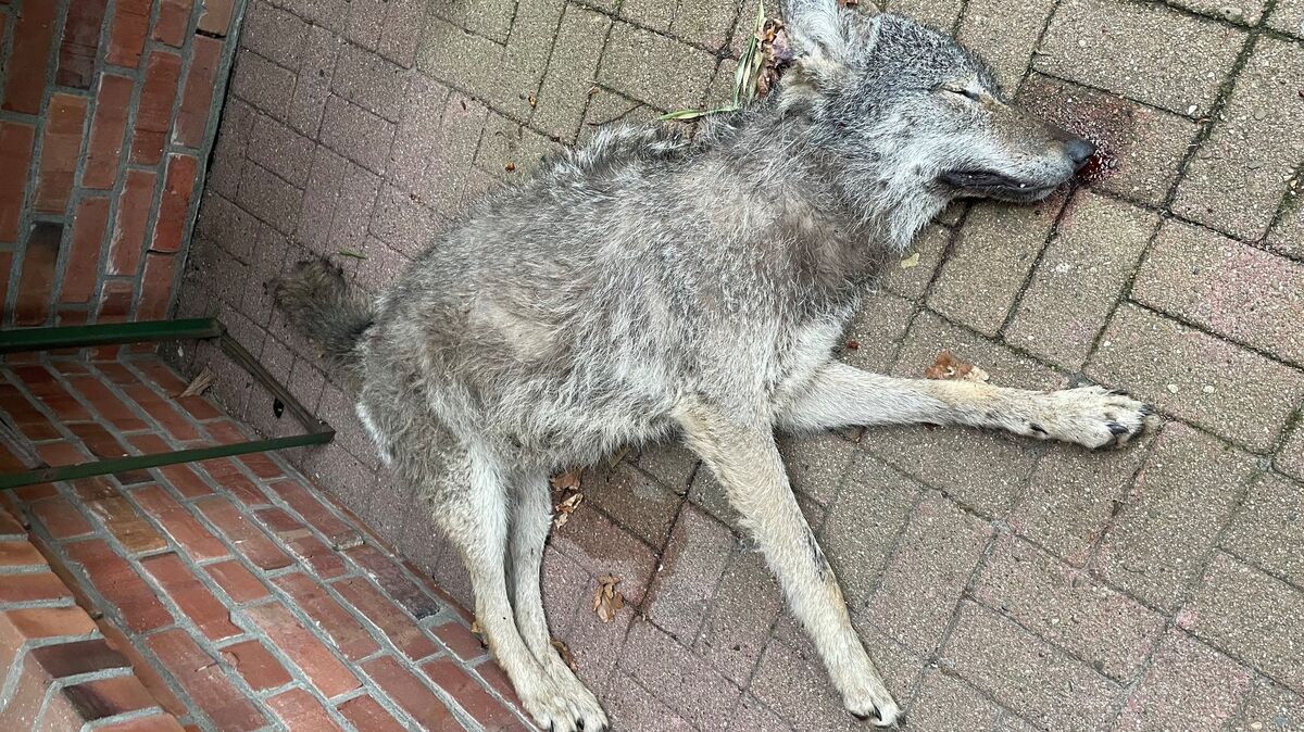 Einen Tag nachdem ein Wolf von einem Auto erfasst wurde, verstarb er auf einem Privatgrundstück in der Wingst. Foto: privat