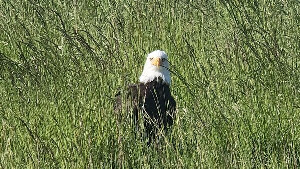 Weißkopfseeadler in Otterndorf aufgetaucht: Majestätischer Vogel am Deich gesichtet