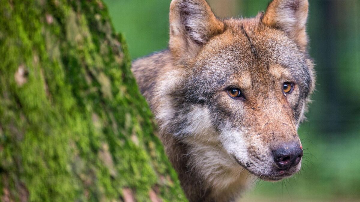 Er riecht uns 270 Meter gegen den Wind, sieht mehr und hört besser als wir, Der Wolf ist ein faszinierendes Tier, aber gleichwohl eine akute Bedrohung für Weidetierhalter. Foto: picture alliance/dpa