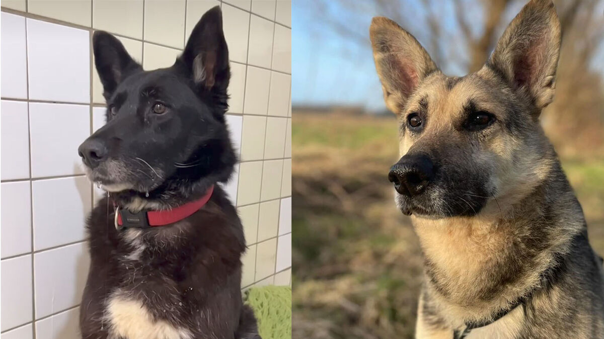 Die beiden ukrainischen Hunde Turma und Taras scheinen sich sehr lieb zu haben. Foto: Tierheim Cuxhaven