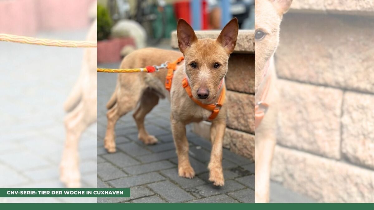Lucky ist noch relativ neu im Tierheim Cuxhaven. Jetzt hofft er auf ein dauerhaftes Zuhause. Foto: Tierheim Cuxhaven