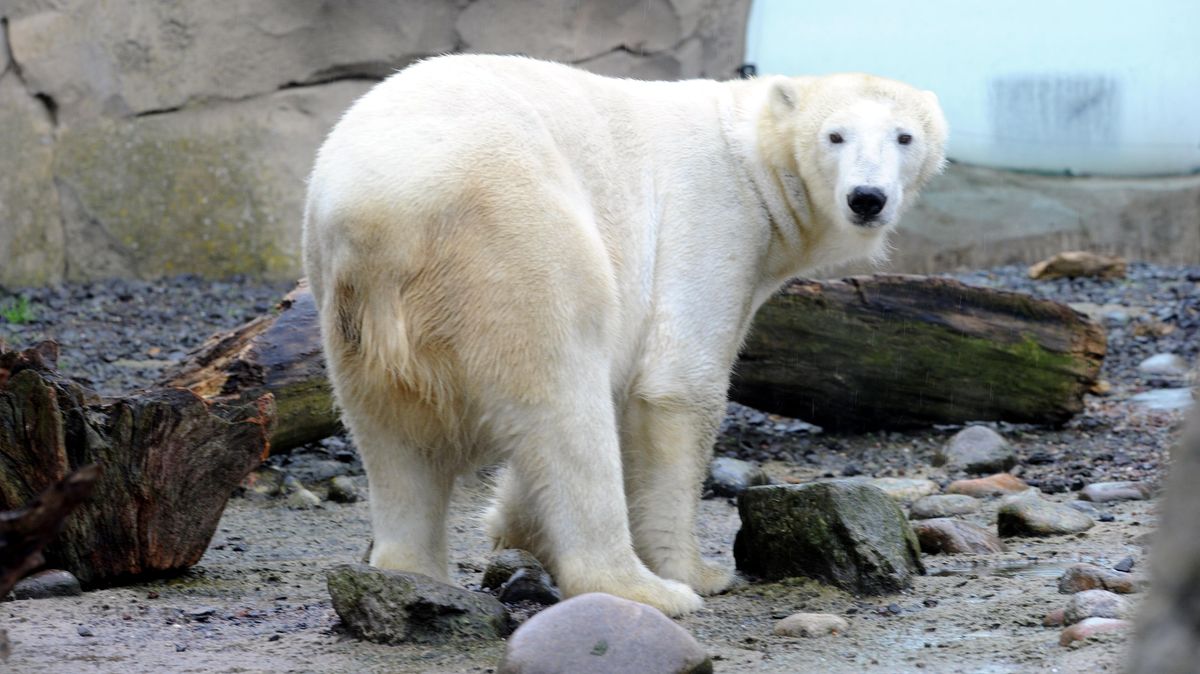 Valeska hat ihre beiden Eisbärenbabys verloren. Foto: NZ