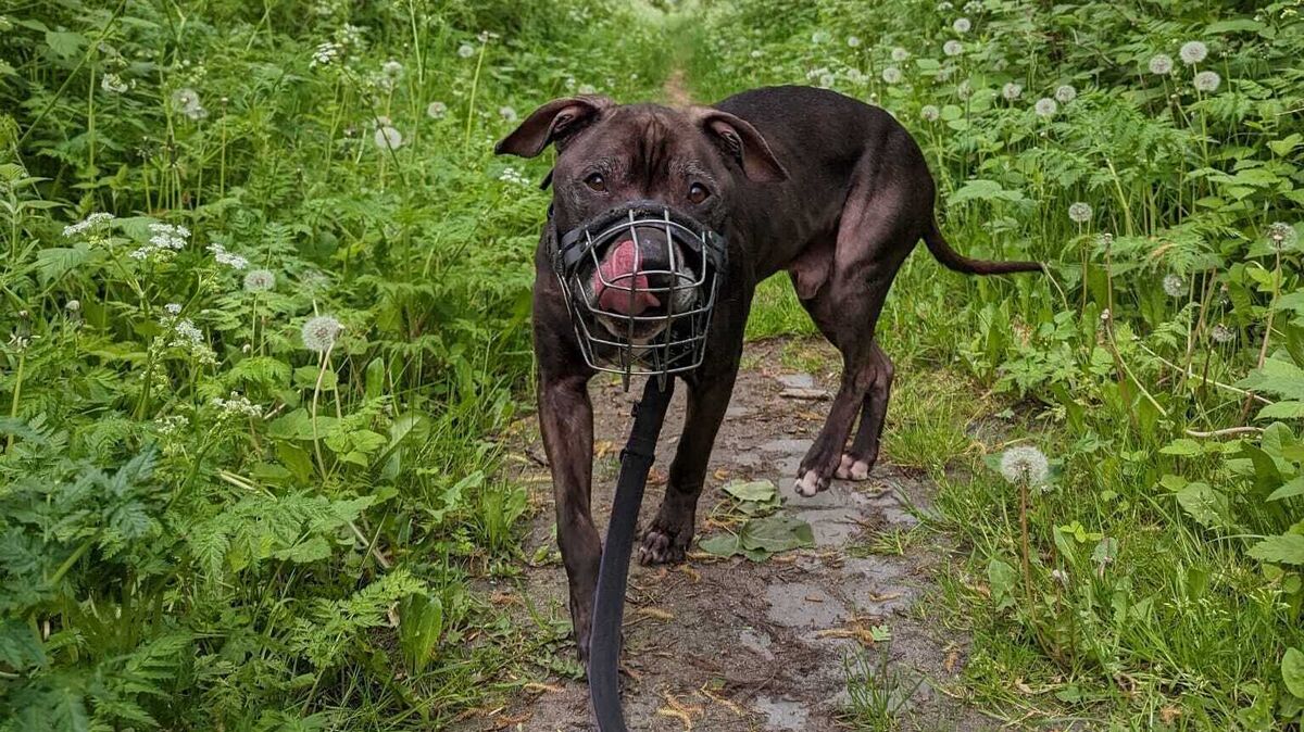 Nach der Zahn-Op geht es iggi schon viel besser. Foto: Tierheim Cuxhaven