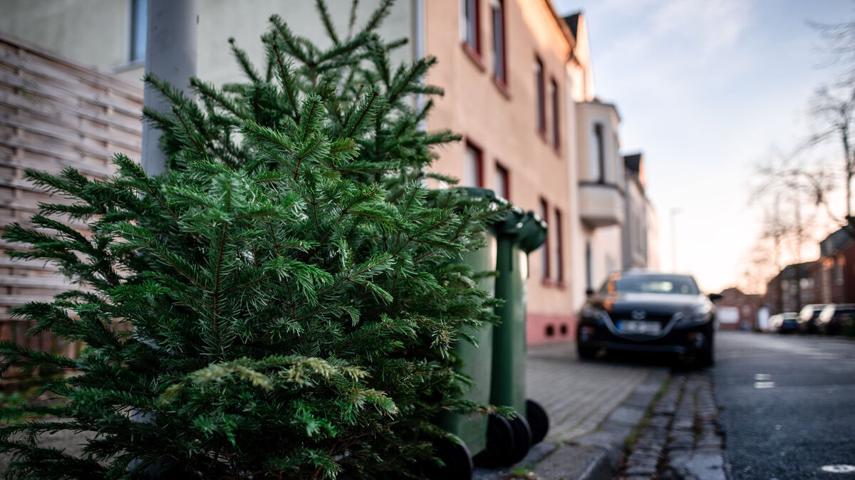 Wartet auf die Abholung: Anfang Januar weichen die Tannenbäume aus den Wohnzimmern. Symbolfoto: dpa/Fabian Strauch