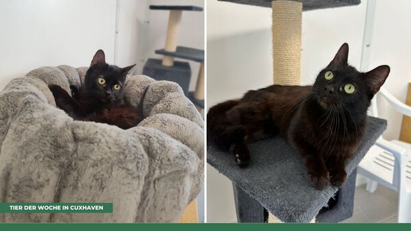 Tier der Woche in Cuxhaven: Menschen oder Katzen? Kara hat einen klaren Favoriten