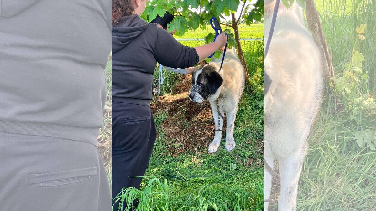 Die Tierpflegerinnen Jaimy Hormes und Katharina Korff legen dem Herdenschutzhund zunächst einen Maulkorb an. Anschließend sichern sie den Rüden. Foto: Rademacher