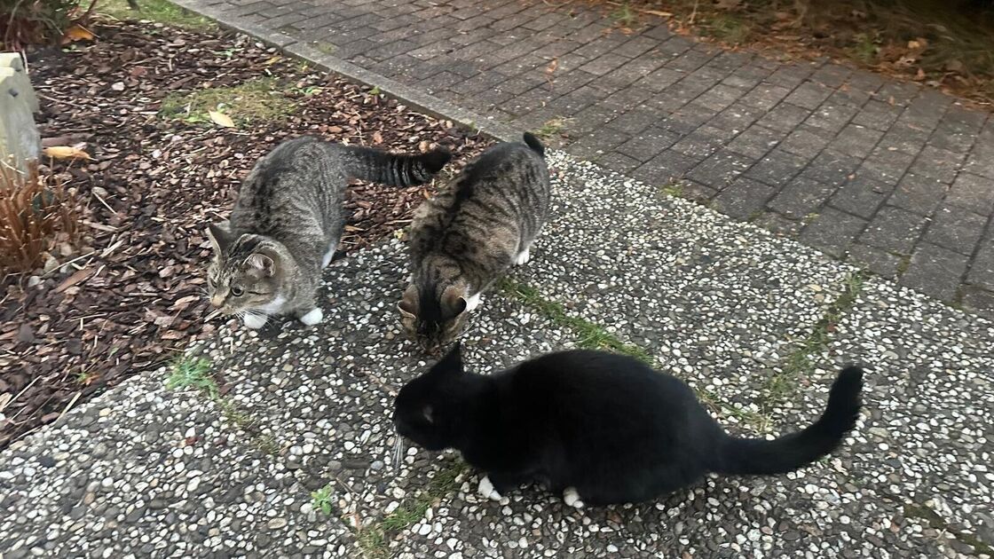 Tierleid in Sahlenburg - und offene Fragen: Freilaufende Katzen besorgen ...